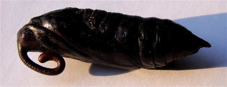 Pupa of Convolvulus Hawk-moth (Agrius convolvuli). photo