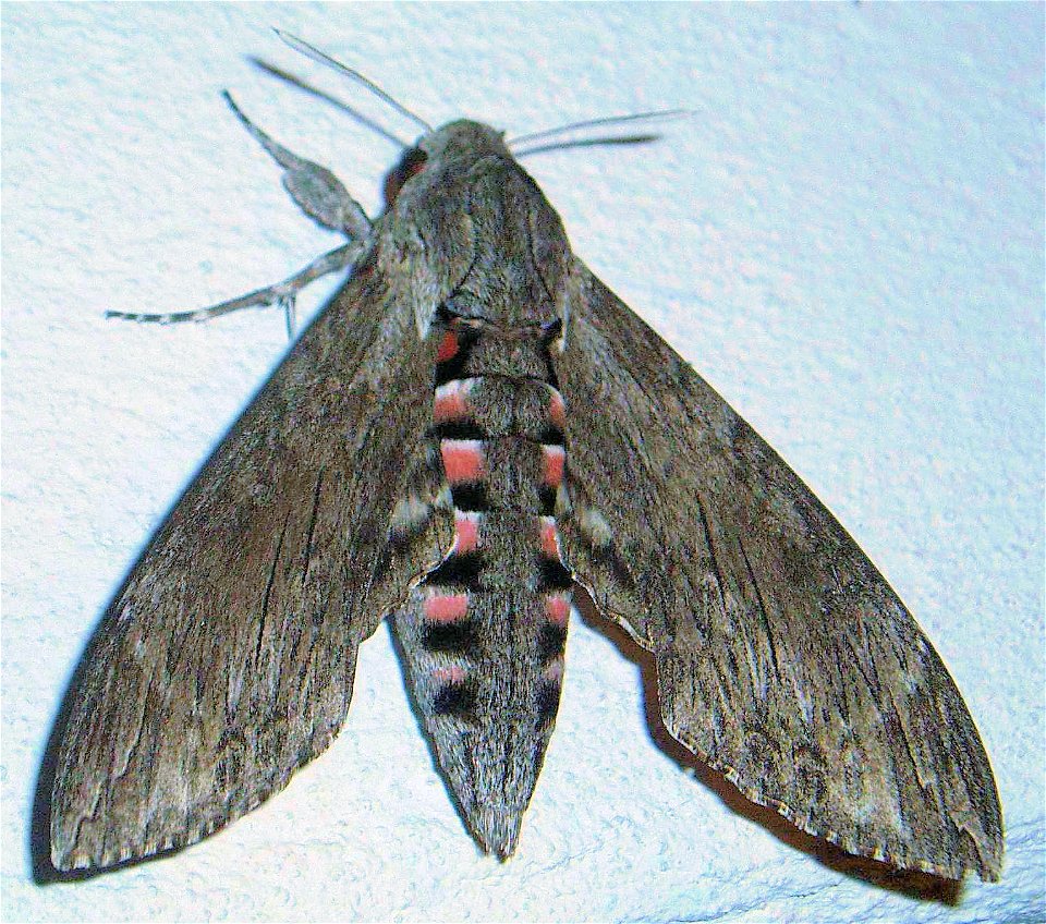 Agrius convolvuli