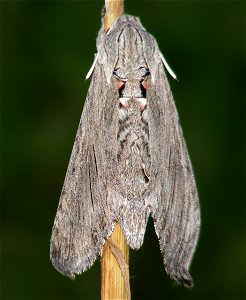 Lifecycle of Convolvulus Hawk-moth Agrius convolvuli photo