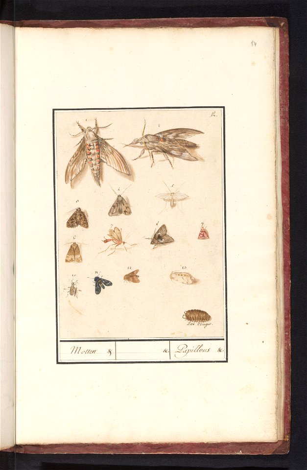 IdentificatieTitel(s): Nachtvlinders en mottenMotten. / Papillons (titel op object)Objecttype: tekening Objectnummer: RP-T-BR-2017-1-6-84Omschrijving: Blad met dertien insecten, merendeels nachtvlinde