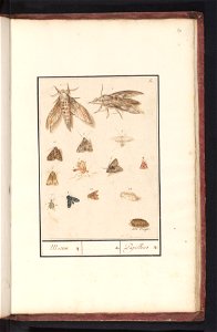 IdentificatieTitel(s): Nachtvlinders en mottenMotten. / Papillons (titel op object)Objecttype: tekening Objectnummer: RP-T-BR-2017-1-6-84Omschrijving: Blad met dertien insecten, merendeels nachtvlinde