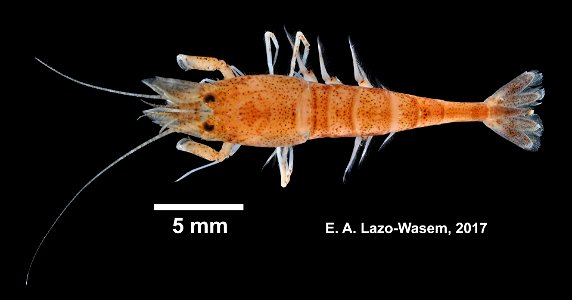 PRESERVED_SPECIMEN; ; 70% alc.; Det. by: Eric A. Lazo-Wasem 2017; Ginsburg; IZ number 97755; lot count 5; host: IZ.097412; 2017-06-26T00:00:00Z