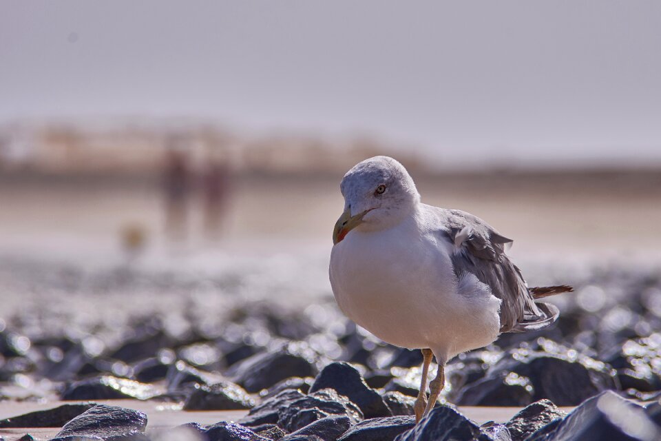 Bird animal world nature