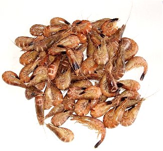 Crangon crangon, a species of shrimp, often described as brown shrimp, common shrimp or sand shrimp