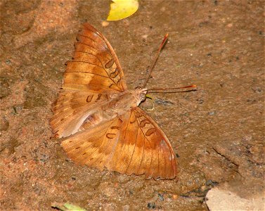 Common Baron_Euthalia aconthea _male