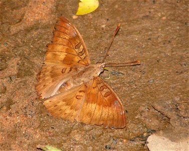 Common Baron_Euthalia aconthea _male photo