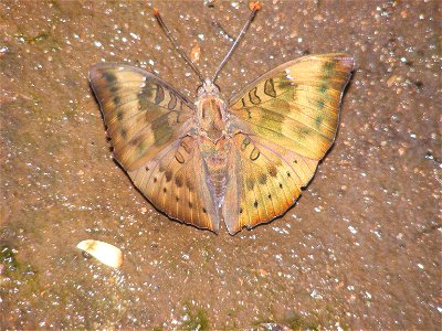 common baron