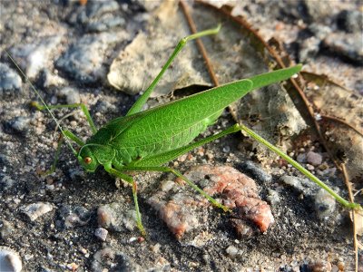 Grünes Heupferd (Phaneroptera falcata) bei Reilingen photo