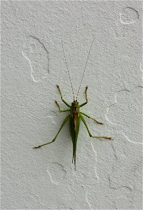 Grünes Heupferd auf weißer Wand photo