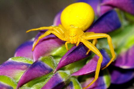Macro nature closeup