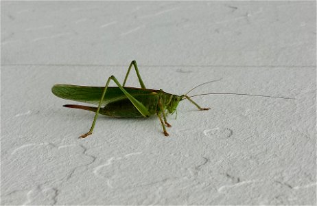 Grünes Heupferd auf weißer Wand photo