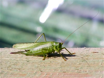 Tettigonia viridissima  Kobylka zelená