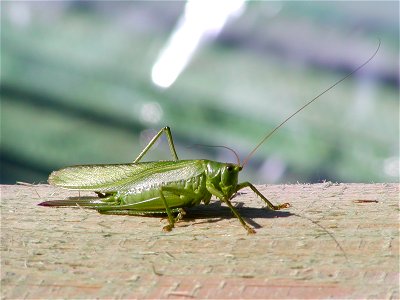 Tettigonia viridissima Kobylka zelená photo