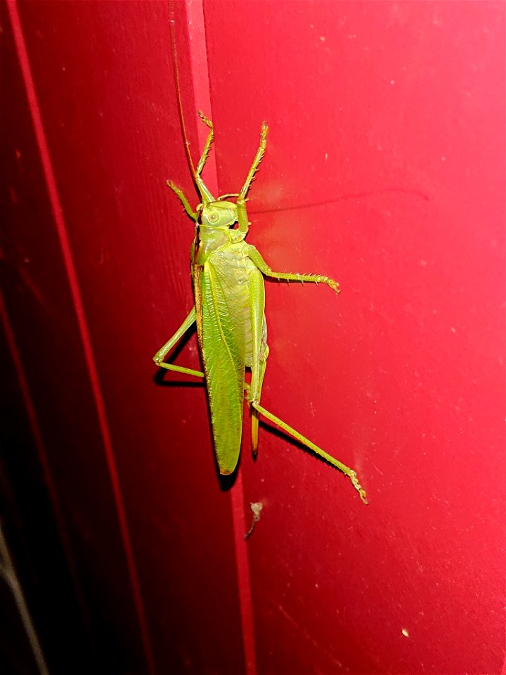 Great Green Bush-cricket (Tettigonia viridissima)