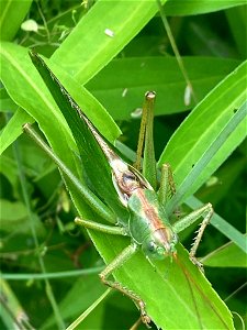 Great Green Bush-cricket (Tettigonia viridissima) photo