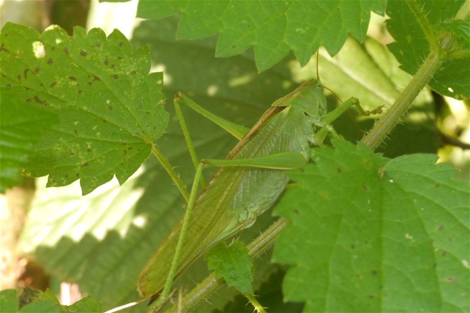 Great Green Bush-cricket (Tettigonia viridissima)