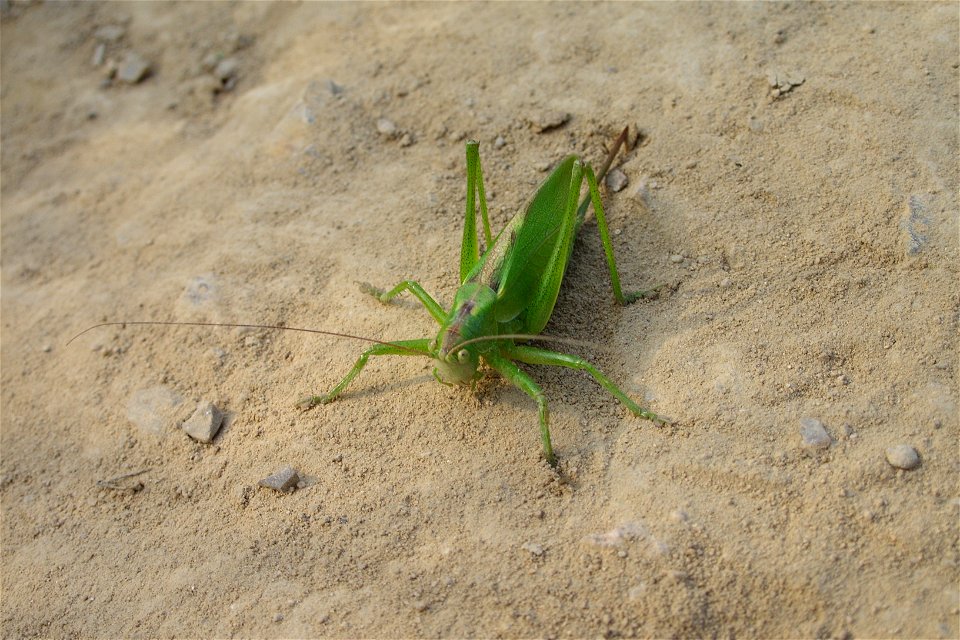 Tettigonia cantans.