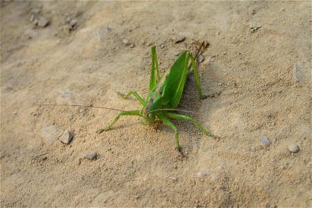 Tettigonia cantans. photo