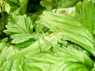 Tettigonia viridissima on strawberry leaves.