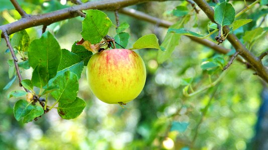 Fruit branch green apple