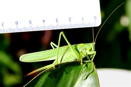 Tettigonia viridissima (locust) with ruler for size comparison photo