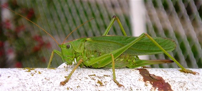 Photo of a mature katydid (Tettigoniidae), taken in September 2004 in central France. This specimen is approximately 9 cm long (from memory).