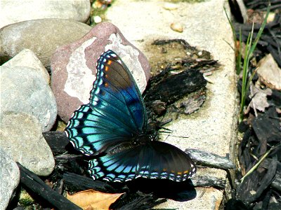 Image title: Red-spotted purple butterfly (Limenitis arthemis) Image from Public domain images website, http://www.public-domain-image.com/full-image/fauna-animals-public-domain-images-pictures/insect photo
