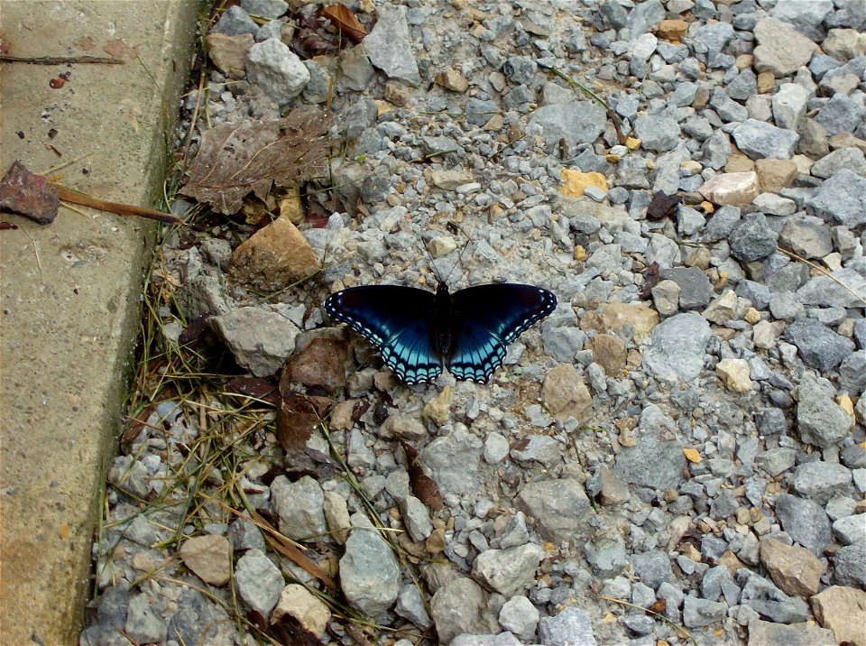 A butterfly, Limenitis arthemis astyanax, sitting on gravel at Camp T. Brady Saunders east of Yellow Springs in Miami Township, Greene County, Ohio, United States.
