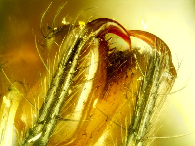Leucauge venusta
Orchard Spider approx 5 mm.
Photomicrograph 10x
Grass Lake, Michigan

18060704c_100xa