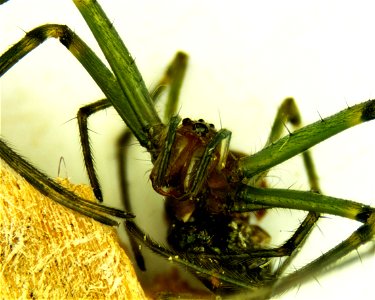 Leucauge venusta Orchard Spider approx 5 mm. Photomicrograph 20x Grass Lake, Michigan 18060702c_020xa photo