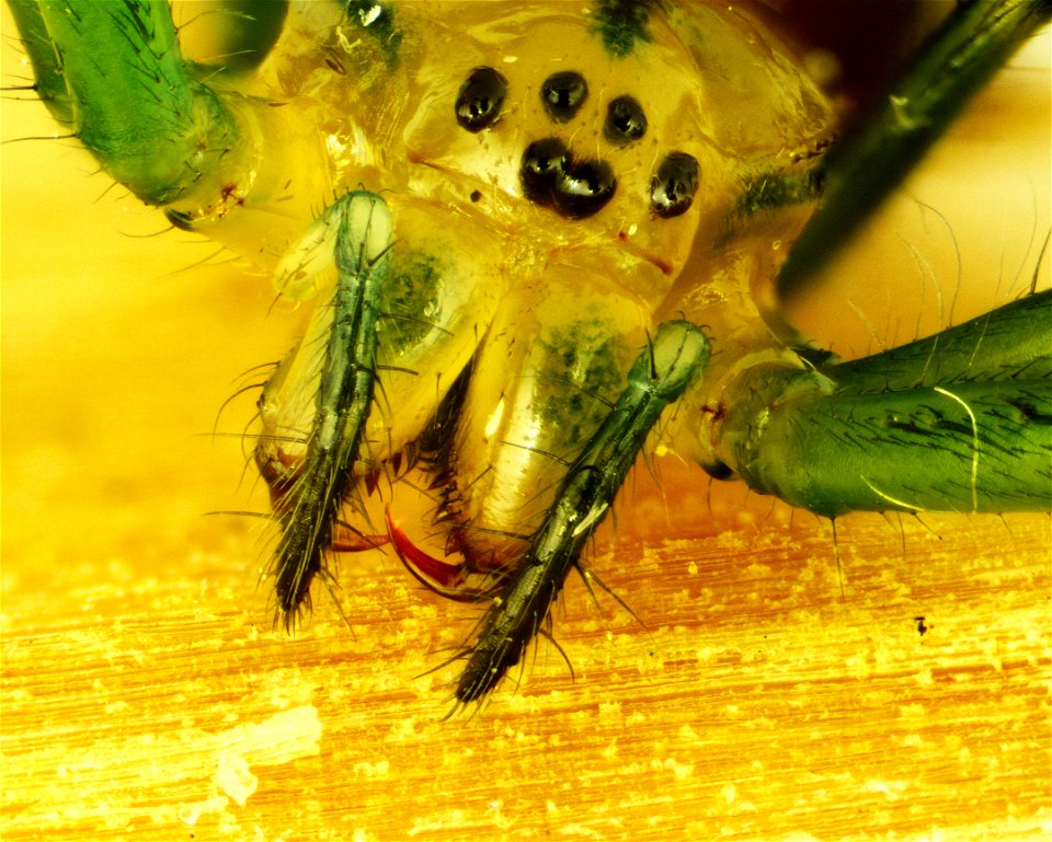 Leucauge venusta Orchard Spider approx 5 mm. Photomicrograph 40x Grass Lake, Michigan 18060609c_040xa photo