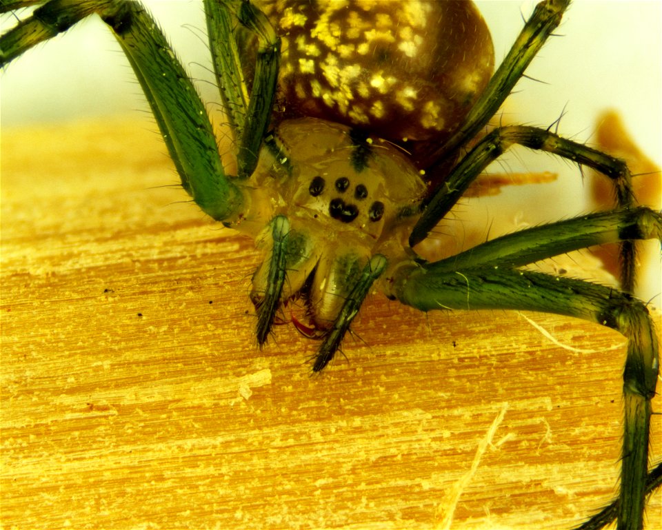 Leucauge venusta Orchard Spider approx 5 mm. Photomicrograph 20x Grass Lake, Michigan 18060608c_020xa photo