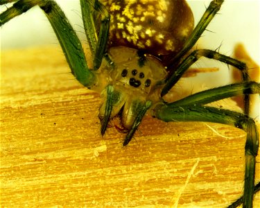 Leucauge venusta
Orchard Spider approx 5 mm.
Photomicrograph 20x
Grass Lake, Michigan

18060608c_020xa
