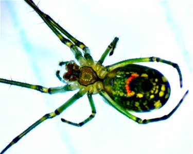 Leucauge venusta Orchard Spider approx 5 mm. Photomicrograph 20x Grass Lake, Michigan 18060412s_020xa photo