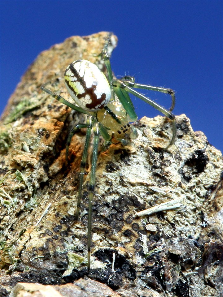 Orchard Orbweaver (Leucauge venusta) at Shelby Park in Nashville, Tennessee