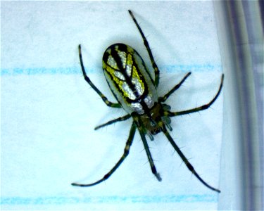 Leucauge venusta Orchard Spider approx 5 mm. Photomicrograph 10x Grass Lake, Michigan 18060408s_010xa photo