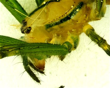 Leucauge venusta Orchard Spider approx 5 mm. Photomicrograph 40x Grass Lake, Michigan 18060605c_040xa photo