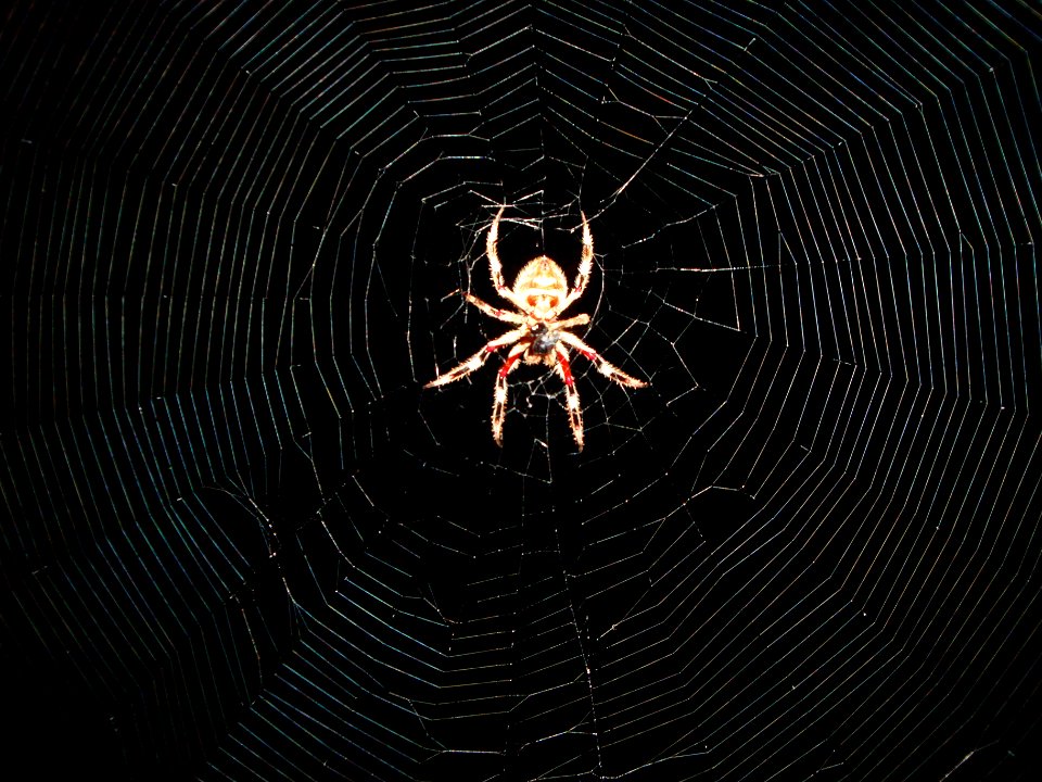 Eriophora Transmarina from Dunsborough, Western Australia