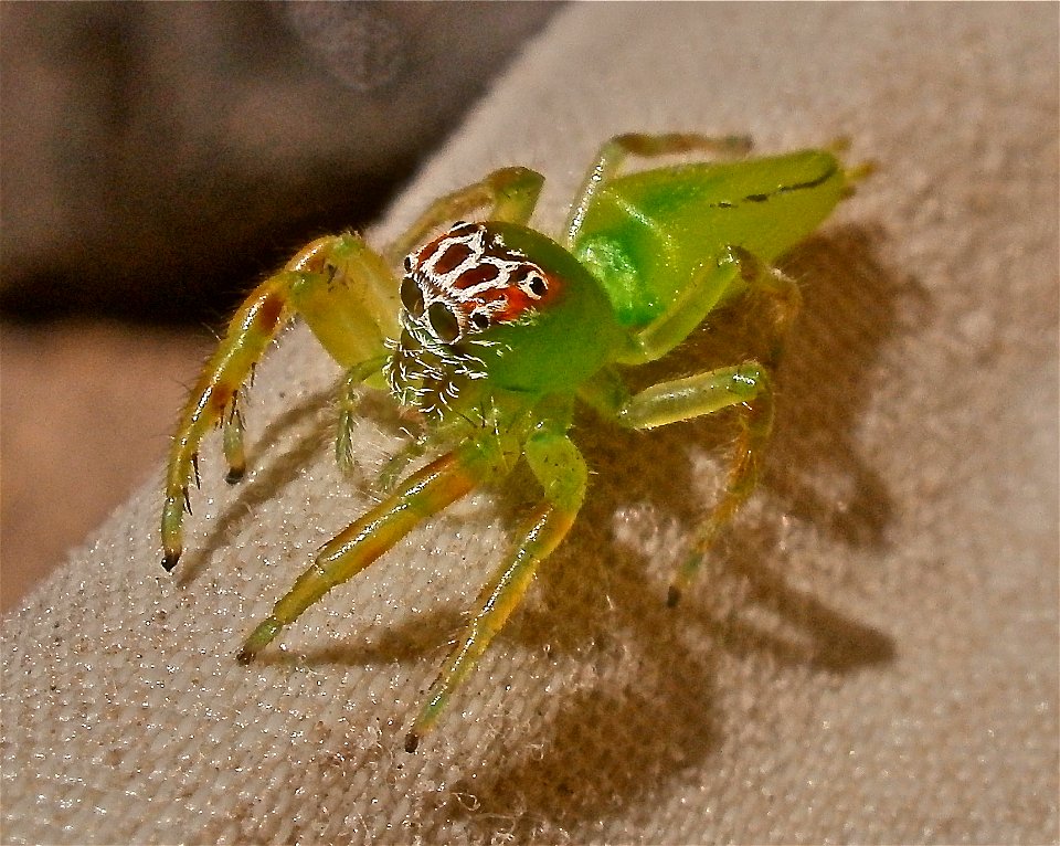 Mopsus Mormon spider photographed in the Kimberly region of Western Australia