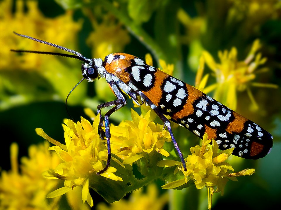 A Webworm Moth (Atteva aurea) on Goldenrod flowers. Photo taken with an Olympus E-5 in Caldwell County, NC, USA.Cropping and post-processing performed with Adobe Lightroom.