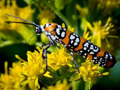 A Webworm Moth (Atteva aurea) on Goldenrod flowers. Photo taken with an Olympus E-5 in Caldwell County, NC, USA.Cropping and post-processing performed with Adobe Lightroom. photo