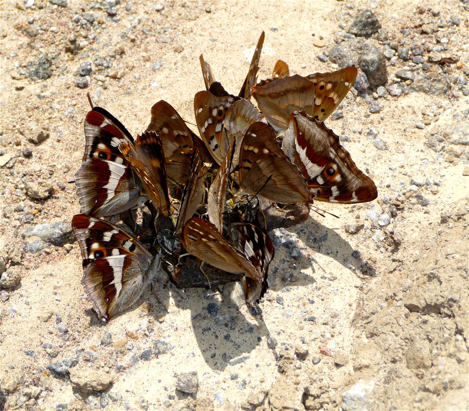Purple Emperors (Apatura iris) (has wing with a white triangle strip)) and Lesser Purple Emperors (Apatura ilia) (has beige wing) eat moisture from the body of a dead European brown frog (Rana tempora