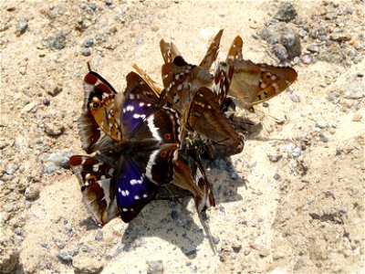 Purple Emperors (Apatura iris) and Lesser Purple Emperors (Apatura ilia) eat moisture on the body died European brown frog (Rana temporaria). Ukraine. photo