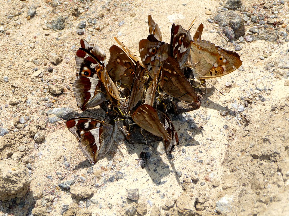 Purple Emperors (Apatura iris) and Lesser Purple Emperors (Apatura ilia) eat moisture on the body died European brown frog (Rana temporaria). Ukraine.