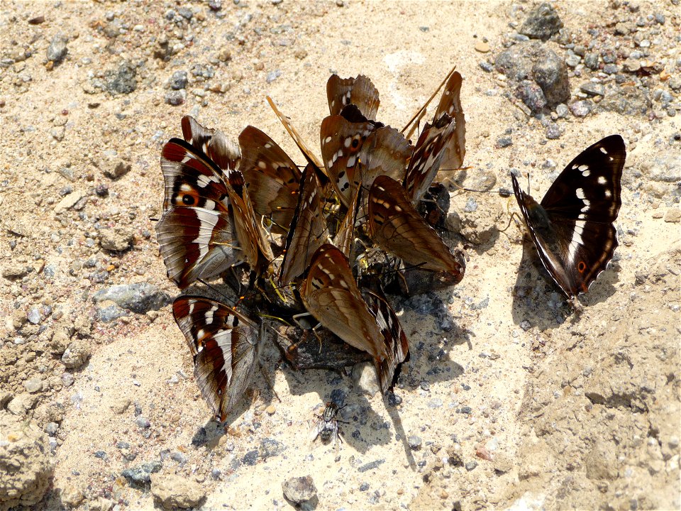 Purple Emperors (Apatura iris) and Lesser Purple Emperors (Apatura ilia) eat moisture on the body died European brown frog (Rana temporaria). Ukraine.