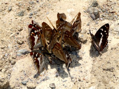Purple Emperors (Apatura iris) and Lesser Purple Emperors (Apatura ilia) eat moisture on the body died European brown frog (Rana temporaria). Ukraine.