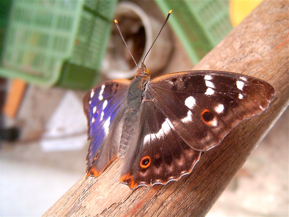Lesser Purple Emperor (Apatura ilia), city Brno Komín, street Branka, 2006.7.2_