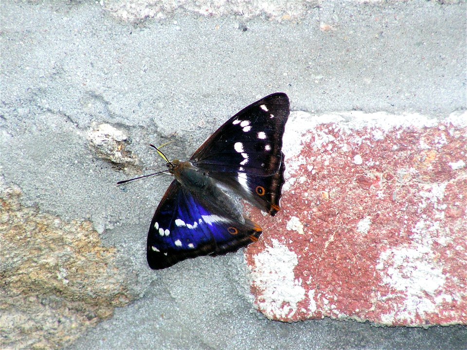 Batolec duhový (Apatura iris)