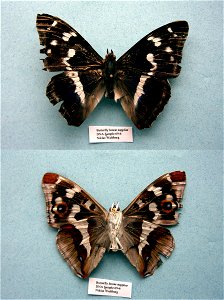 Butterfly house supplier.   MPE 2003, BJLS 2005, PRS 2005, Sys Bio 2008, PRS 2009, PRS 2012,  Phylogenomics, Exemplar, PBStest,  <a href="http://nymphalidae.utu.fi/story.php?code=NW69-6" rel="nofol