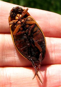 Dytiscus marginalis from bottom photo